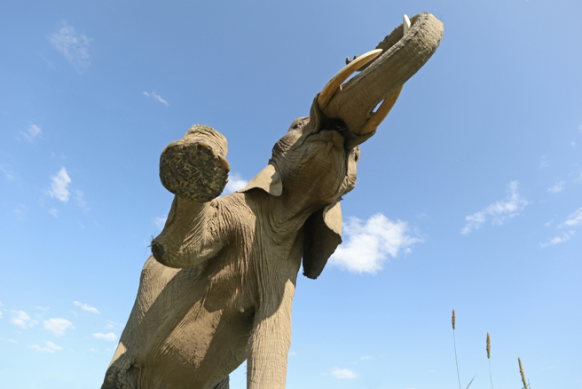 越南多樂省（Tỉnh Đắk Lắk）日前連續發生2起大象攻擊遊客事件。（示意圖 Shutter Stock）