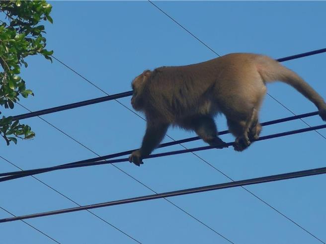 彰化地区近两个出现1只大猕猴流窜出没，9日民眾直击该猴已从南彰化流窜至北彰化秀水地区。（民眾提供／孙英哲彰化传真）
