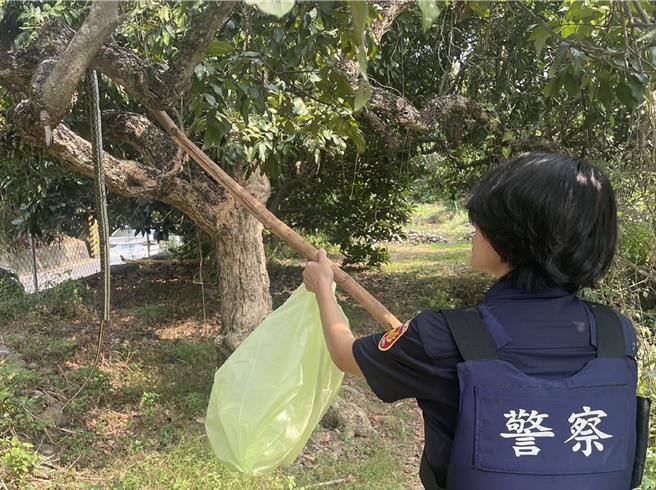 田中警分局朝兴派出所警员林佑珊与同事巡逻中赶到报案民眾指示的地点，快速移除果树上的大蛇。（警方提供／孙英哲彰化传真）