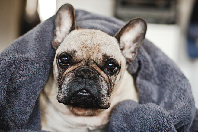 狗狗看见棺材后就凑上前去，还踮脚趴在棺材下缘，疑似知道主人正躺在里头，心碎模样令人动容。（示意图／达志影像）