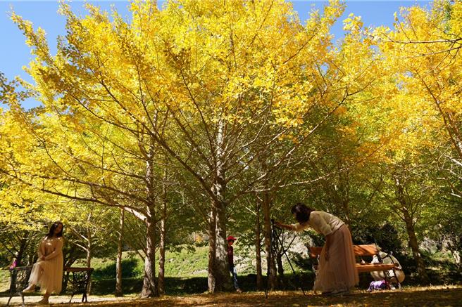 台中武陵農場的銀杏森林，目前由綠色紛紛轉為璀璨的黃金色，形成獨特絕美景致，趁周末假日揪團賞美景、拍美照，度過悠閒時光。（武陵農場提供／張妍溱台中傳真）