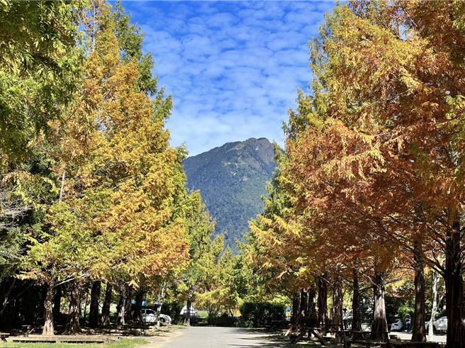 台中武陵農場占地逾3540平方公尺的銀杏森林，滿滿銀杏樹排列成「黃金隧道」，賞銀杏不必出國，搭大眾捷運就可抵達。（武陵農場提供／張妍溱台中傳真）