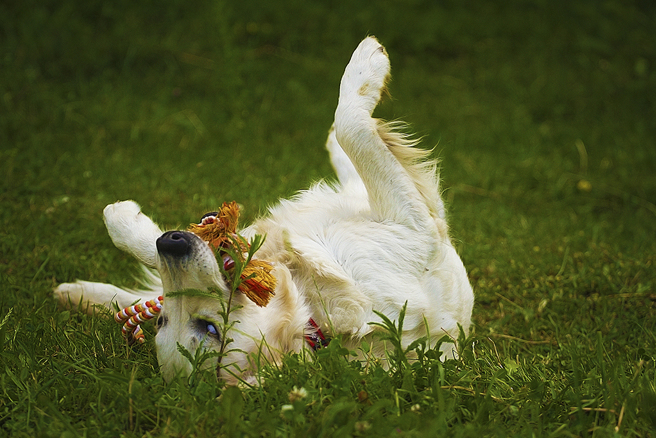 狗狗在靈堂前大跳街舞，逗得全家人哈哈大笑。（示意圖／達志影像）