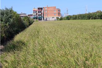 大區輪灌制度將取消！苗栗苑裡農民怒批政策轉彎害兩頭空