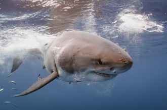 大白鯊猛咬整顆頭 女潛客牙齒卡頭骨 臉部神經全毀