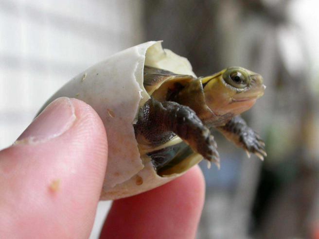 食蛇龟是台湾唯一陆栖性龟类，其地位重要且珍贵，学者们近年纷纷为「阿食」请命，希望能为牠们留下生路。（图／报系资料照）