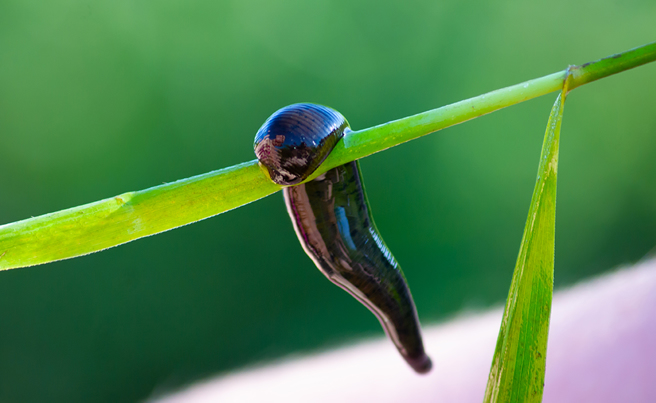 专家提醒，水蛭钻入眼睛绝对不要用手揉或拔，避免伤害眼睛。（示意图／达志影像）
