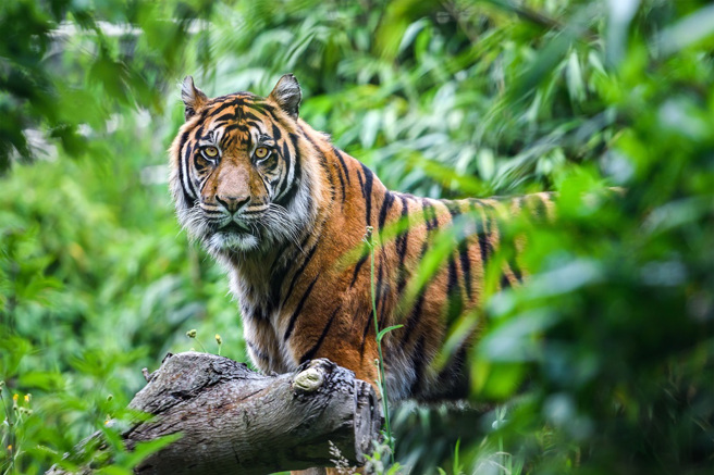 马来西亚一名印尼籍工人下班后没回家，友人出门寻找却发现他的断肢，怀疑可能是遭老虎攻击。(示意图/达志影像)