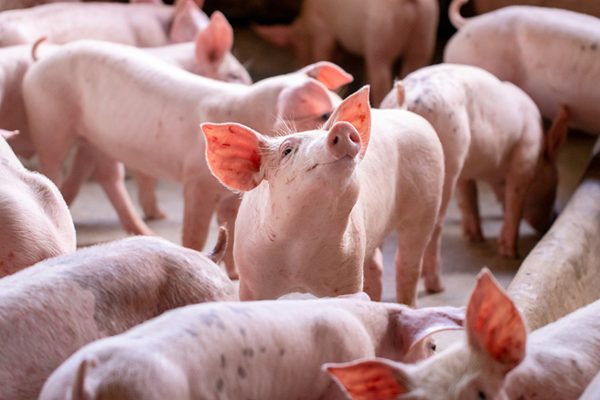 老翁喂猪时突发脑中风，晕倒在猪圈里，没想到外生殖器却被一拥而上的猪只啃食全无。（示意图／达志影像）