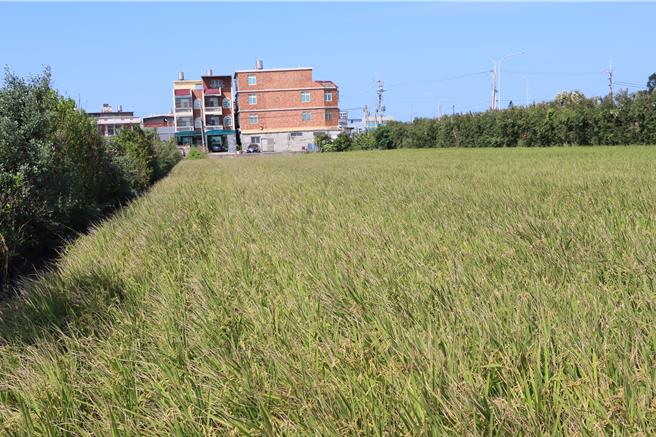 大區輪灌制度將取消，讓苗栗苑裡區農民抱怨將導致兩頭空。（苗栗縣政府提供／李京昇苗栗傳真）