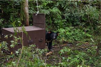 花蓮卓溪黑熊Da qu-ali7月誤觸陷阱傷 經照養逾4月恢復良好今重返山林