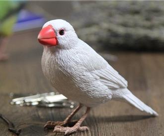 女子遭鳥啄傷眼球險失明 多年前近視手術救一命