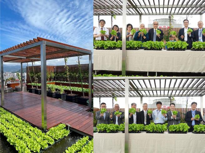 陽明海運啟動「生態綠屋頂」計畫，在台北自有辦公大樓屋頂設置綠化設施，透過雨水回收系統灌溉薄荷、迷迭香、芳香萬壽菊、福山萵苣等多種可食植物及景觀植栽。圖／陽明海運提供