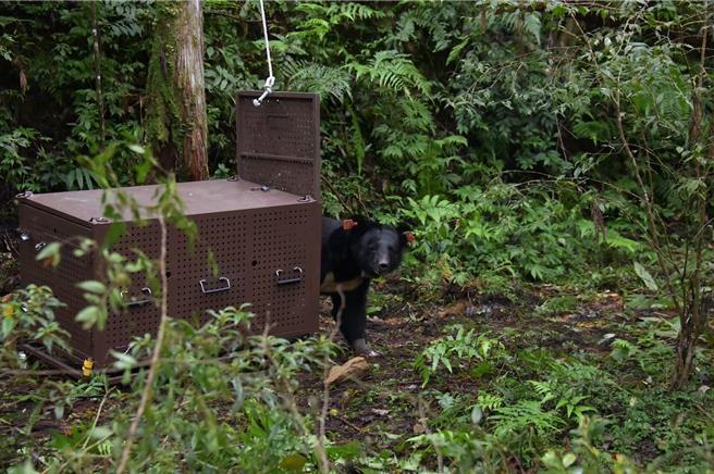 成年雄性台灣黑熊7月誤觸花蓮卓溪鄉山區咖啡園陷阱受傷，經動保團隊救援及悉心照養4個多月，恢復良好，還發福近17公斤，經評估健康無虞，今在當地布農族部落祈福下順利野放重返山林。（林業及自然保育署花蓮分署提供／羅亦晽花蓮傳真）