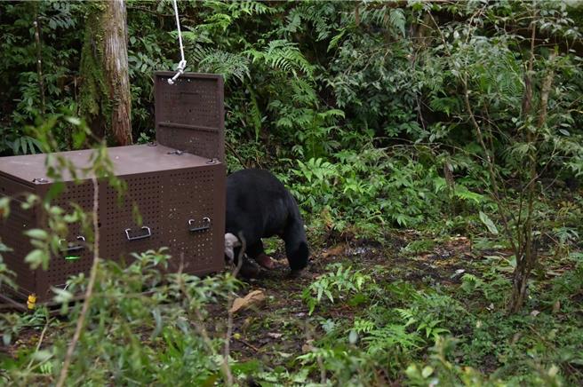 成年雄性台灣黑熊7月誤觸花蓮卓溪鄉山區咖啡園陷阱受傷，經動保團隊救援及悉心照養4個多月，恢復良好，還發福近17公斤，經評估健康無虞，今在當地布農族部落祈福下順利野放重返山林。（林業及自然保育署花蓮分署提供／羅亦晽花蓮傳真）