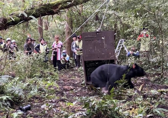 成年雄性台灣黑熊7月誤觸花蓮卓溪鄉山區咖啡園陷阱受傷，經動保團隊救援及悉心照養4個多月，恢復良好，還發福近17公斤，經評估健康無虞，今在當地布農族部落祈福下順利野放重返山林。（林業及自然保育署花蓮分署提供／羅亦晽花蓮傳真）