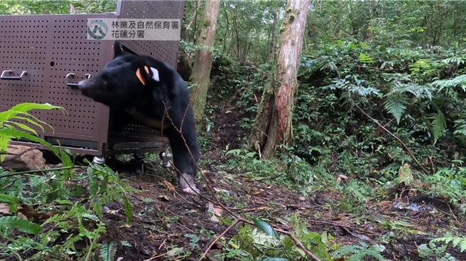 成年雄性台灣黑熊7月誤觸花蓮卓溪鄉山區咖啡園陷阱受傷，經動保團隊救援及悉心照養4個多月，恢復良好，還發福近17公斤，經評估健康無虞，今在當地布農族部落祈福下順利野放重返山林。（林業及自然保育署花蓮分署提供／羅亦晽花蓮傳真）