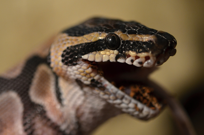 澳洲一名男子洗完澡后将蟒蛇挂在脖子上玩，未料下秒惨遭攻击，生殖器被咬住，当场大爆血。(示意图/达志影像)