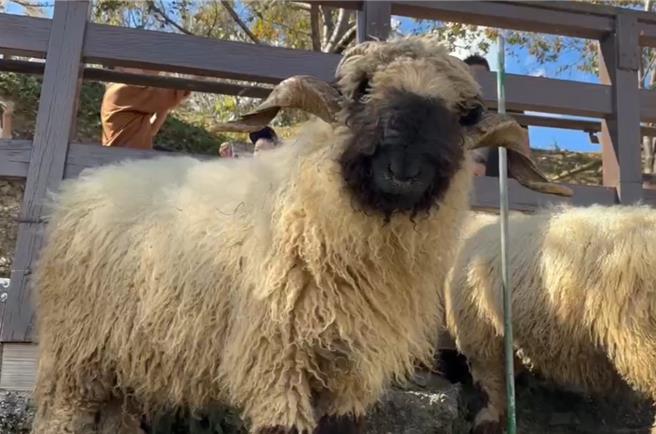 清境農場將標售2隻1歲瓦萊黑鼻羊，標售價30萬元，希望小公羊「入贅」其他農場繁衍後代。（清境農場提供／楊靜茹南投傳真）