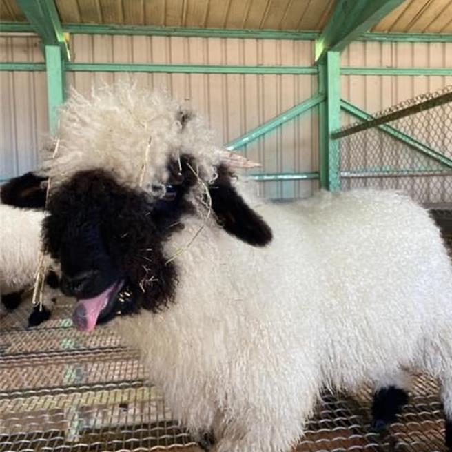 清境農場去年引進有「世界最可愛羊」之稱的瓦萊黑鼻羊，黑色臉龐讓人分不清五官，呆萌模樣療癒人心。（清境農場提供／楊靜茹南投傳真）