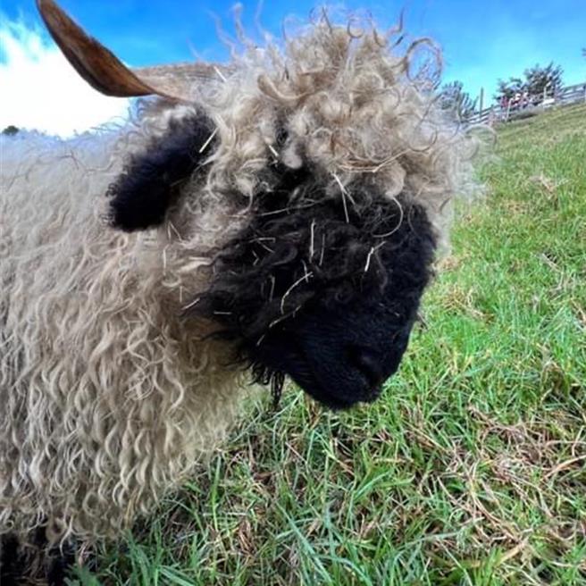 瓦萊黑鼻羊黑色臉龐讓人分不清五官，羊毛是卷的，甚至有的羊角也是卷的，十分呆萌。（清境農場提供／楊靜茹南投傳真）