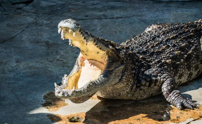 墨西哥一名女子骑机车、载家人行经一条公路时，遭路边埋伏的2只鱷鱼攻击，导致家人脚踝被咬受伤。(示意图/达志影像)