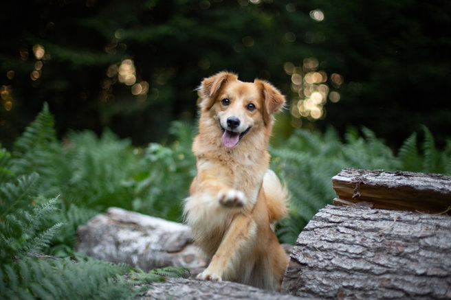 泰国3名少年受困森林3天2夜，过程中遇到一只小狗带路，走了40公里竟奇蹟遇到搜救人员。(示意图/达志影像)