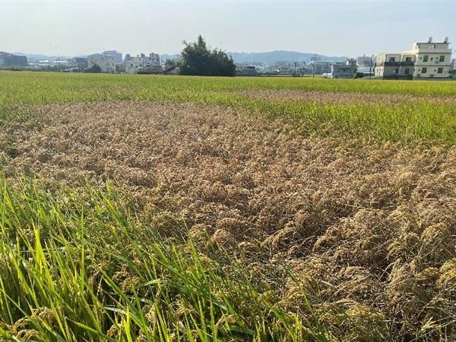 苗栗市飛蝨類害蟲造成水稻蝨燒情況。（苗栗縣政府提供／李京昇苗栗傳真）