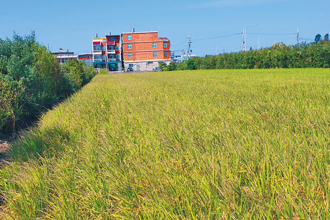 農糧署近期基於各水庫水量豐沛，決定明年將取消大區輪灌制度，並鼓勵農民種稻，不過苗栗苑裡地區農民反映，明年一期若休耕，將領不到配合大區輪灌省水的補助，若要配合種稻也不能繳交公糧，引發爭議。（苗栗縣政府提供／李京昇苗栗傳真）