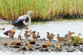 竹市秋水鳥季登場 群鳥飛舞秀開演