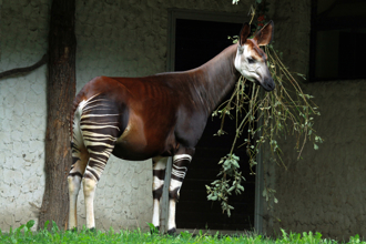 《进击的巨人》完结篇爆红！㺢㹢狓是什么动物？指考、博客来都出现过！