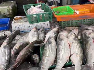 先頭烏進港拍賣 彰化漁民進帳20幾萬元年終獎金