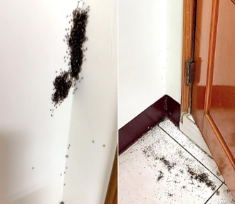 房客半夜見「整坨超噁芝麻」爬牆 照片曝全網頭皮發麻