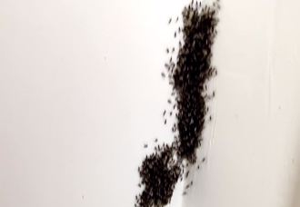 「這一團」投藥全沒用！他租到「蟻窩」房   哀嚎：半夜開燈更可怕