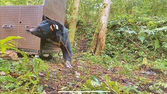 花蓮 誤觸陷阱受傷復原 黑熊重返山林