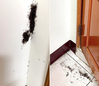 房客半夜見「整坨超噁芝麻」爬牆 照片曝全網頭皮發麻