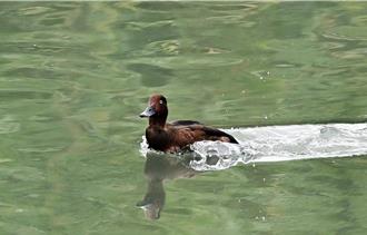 罕見過境鳥「白目鴨」現蹤台東太平溪 鳥友爭睹丰采