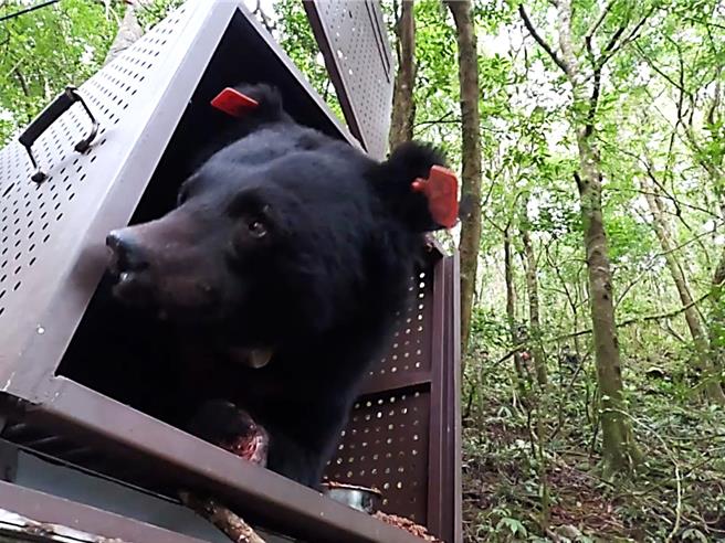 年約18至22歲的台灣黑熊Hundiv (閽帝夫)，今年6月於紅石產業道路原住民保留地受困套索，經為期4個半月的治療調養，活動、行為及攀爬能力恢復良好，14日順利野放。（林業保育署台東分署提供／蕭嘉蕙台東傳真）