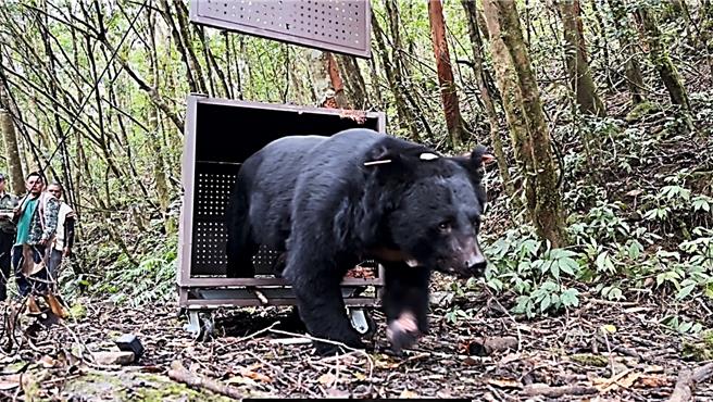 台灣黑熊Hundiv(閽帝夫)在野放籠門開啟時，先試探性的探頭回望，隨即縱身矯健的向前方森林快跑離開。（林業保育署台東分署提供／蕭嘉蕙台東傳真）