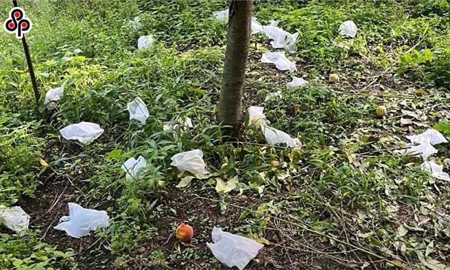 雖然台灣彌猴因族群穩定成長，已被剔除於保育類動物外，但部分族群鄰近農地，經害破壞農作物。（報系資料照）