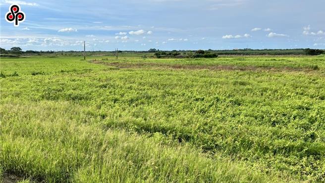 农粮署先前证实，明年大区轮作暂停一年，但稻作四选三依旧持续，但却传出明年一期若休耕，领不到补助，不休耕则会被取消缴交公粮。（报系资料照）