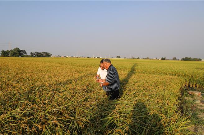 大埤鄉是雲林縣最大產稻鄉鎮，最近進入收割期，遠望稻子黃澄澄豐收，收割才發現短收3至4成。（周麗蘭攝）