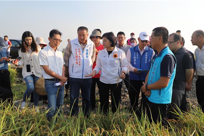 雲林縣府與農改場今（15日）前往大埤鄉會勘，縣長張麗善、農業處長魏勝德、大埤鄉長林森寶親自陪同，發現褐化的穀粒很多，農民叫苦連天。（周麗蘭攝）