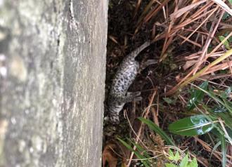 又見石虎慘遭路殺 生態悲歌！苗栗今年已14死