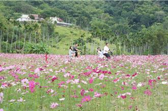 集集共融公園變繽紛波斯菊花海  遊客穿梭拍照