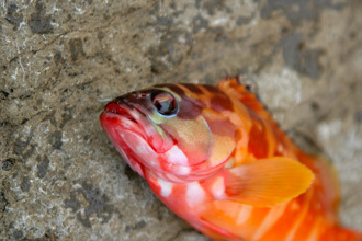 海灘驚見亮橘色詭屍 像魚卻沒有五官 專家也滿頭問號