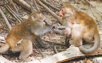 農民怨農損嚴重 跨部會研議驅猴