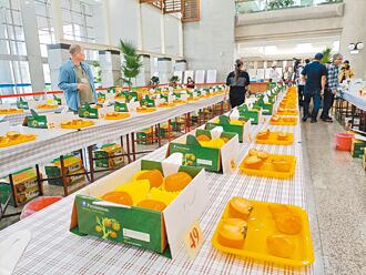台中 和平甜柿量減2成 批發價上漲近3成