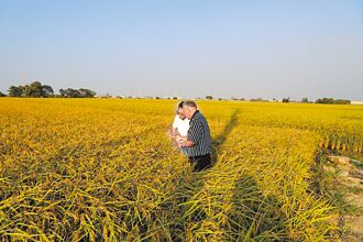 雲林大埤稻米、嘉縣椪柑 減產逾3成