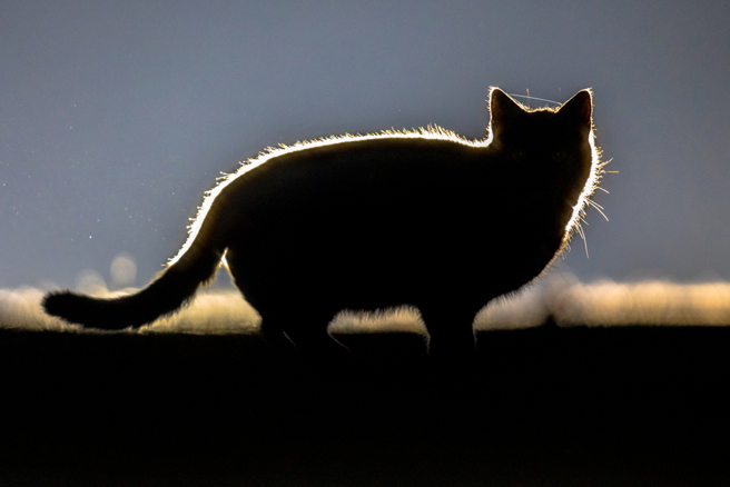 郑女不满蔡女喂养流浪猫，出手殴打导致受伤，不仅被判刑3月，还要赔偿3万元。（示意图／Shutterstock）